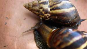 African snail 