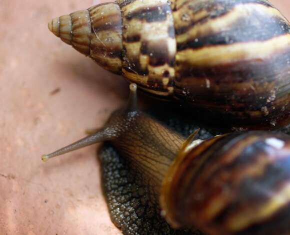 African snail