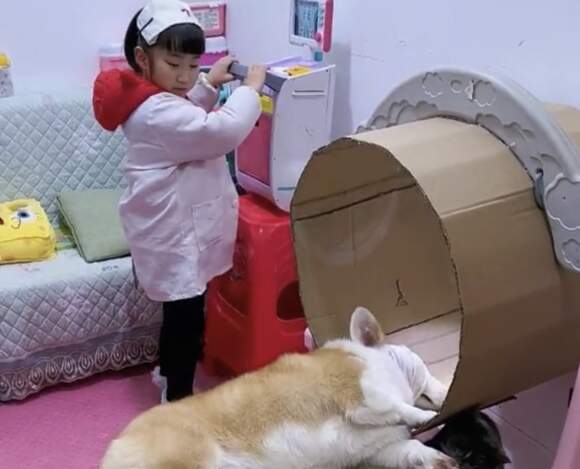 Watch The Beautiful Moment A Young Girl Conducted A CT Scan On Her Pet