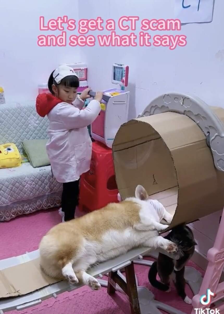Watch The Beautiful Moment A Young Girl Conducted A CT Scan On Her Pet