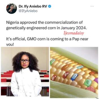Nigeria Becomes Second African Country to Approve Biotech Corn for Commercial Planting